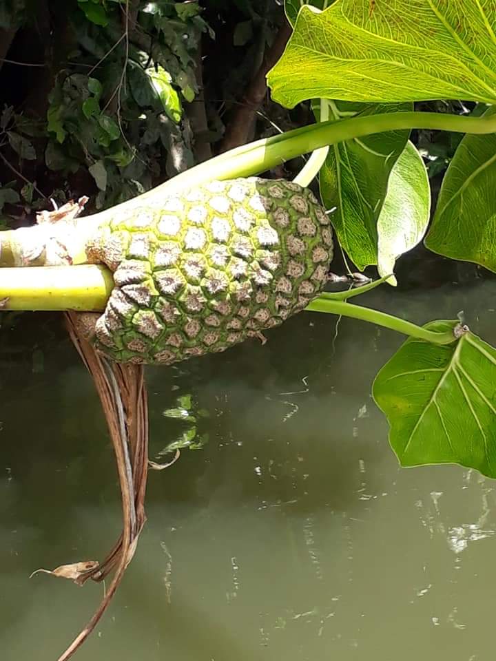 Operação resgate concluída com sucesso. 36° Encontro Ecológico  - Imagem 36