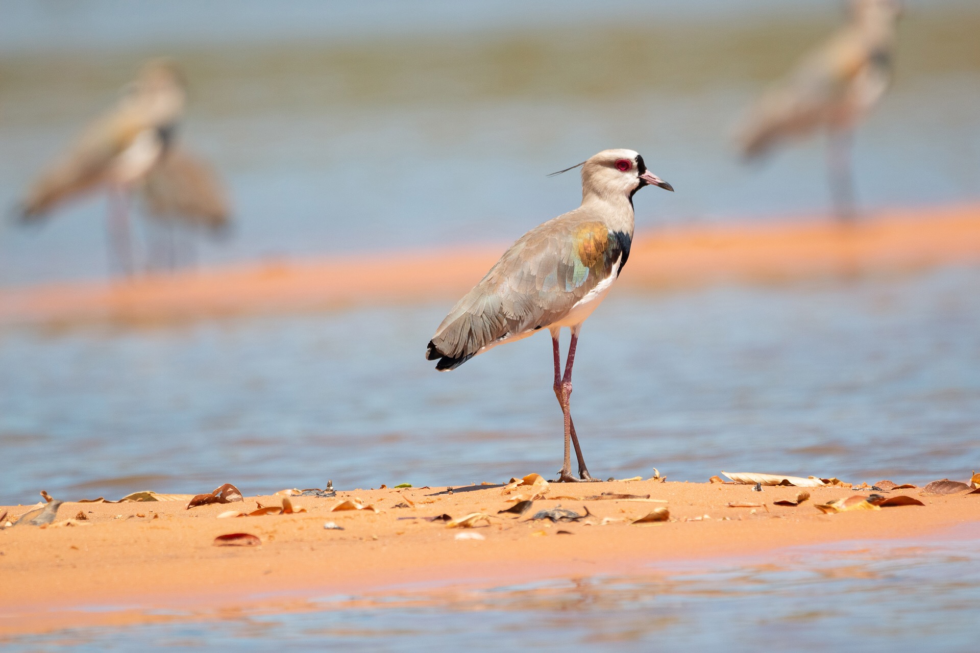 Fotografo de pássaros, Márcio Chaval cataloga espécies de Uruçuí e mostra em exposição - Imagem 4