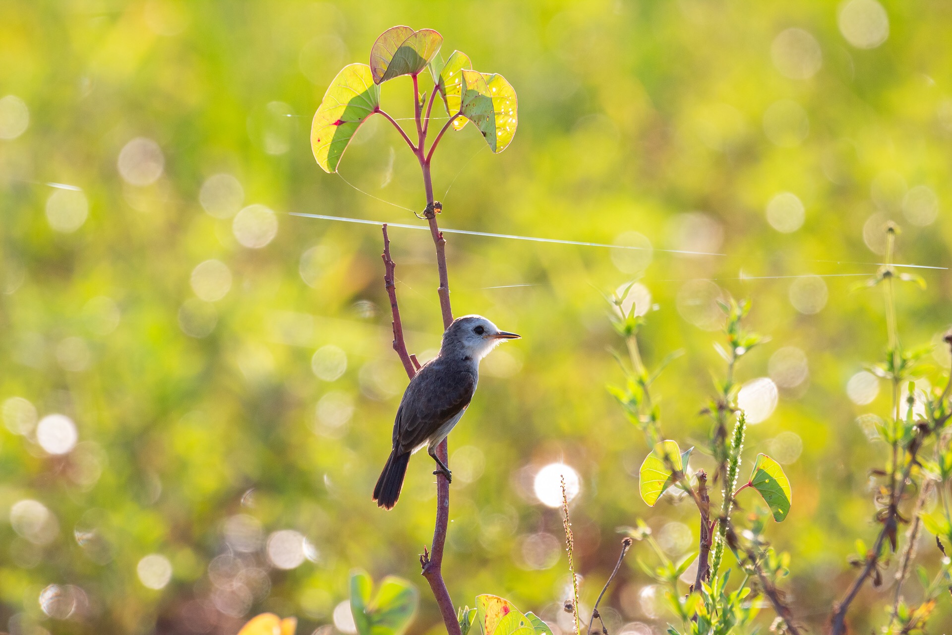 Fotografo de pássaros, Márcio Chaval cataloga espécies de Uruçuí e mostra em exposição - Imagem 6