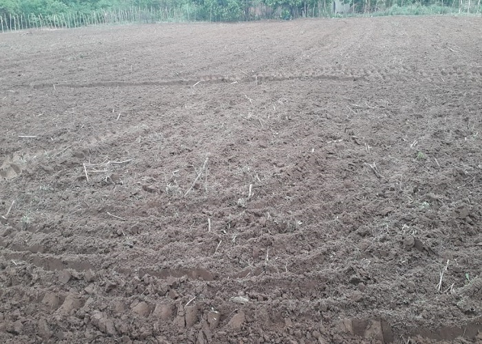 Prefeitura de Pedro II dá apoio aos agricultores da região com orientações, acompanhamento e aração de terra - Imagem 2