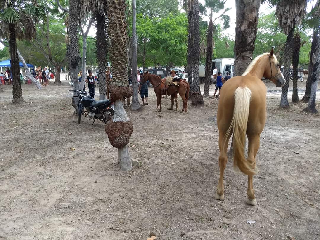 10 mil reais em prêmios para os campeões da maior Corrida de Cavalos da região  - Imagem 38