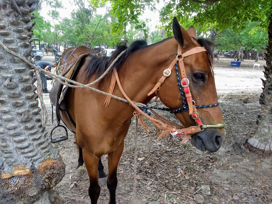 10 mil reais em prêmios para os campeões da maior Corrida de Cavalos da região  - Imagem 39