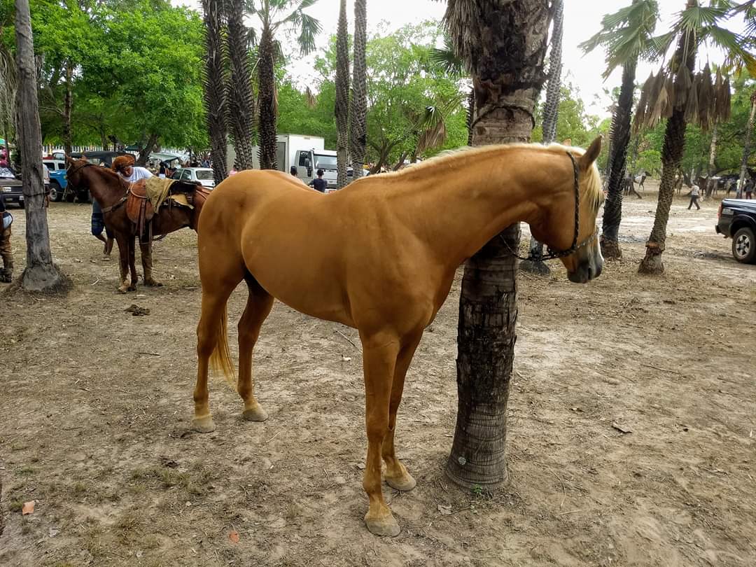 10 mil reais em prêmios para os campeões da maior Corrida de Cavalos da região  - Imagem 44