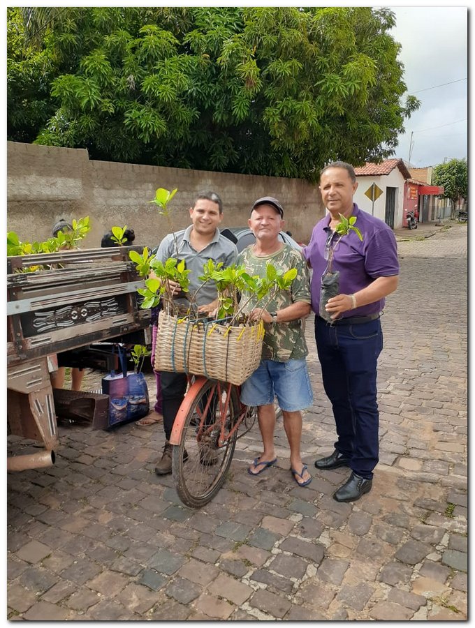 Secretaria de Agricultura de Inhuma distribuiu muda de Cajueiro  - Imagem 2