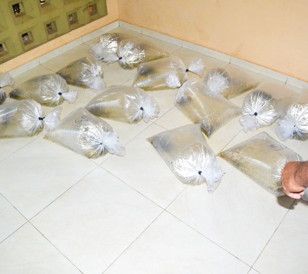 Prefeitura de Joaquim Pires entrega a segunda etapa da entrega de alevinos 