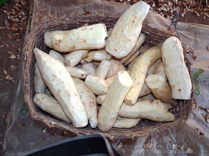 Cultura da farinhada ainda resiste ao tempo - Imagem 5