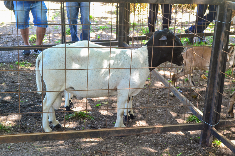 I Dia Campo e Seminário de Caprinos e Ovinos de Joaquim Pires - Imagem 15