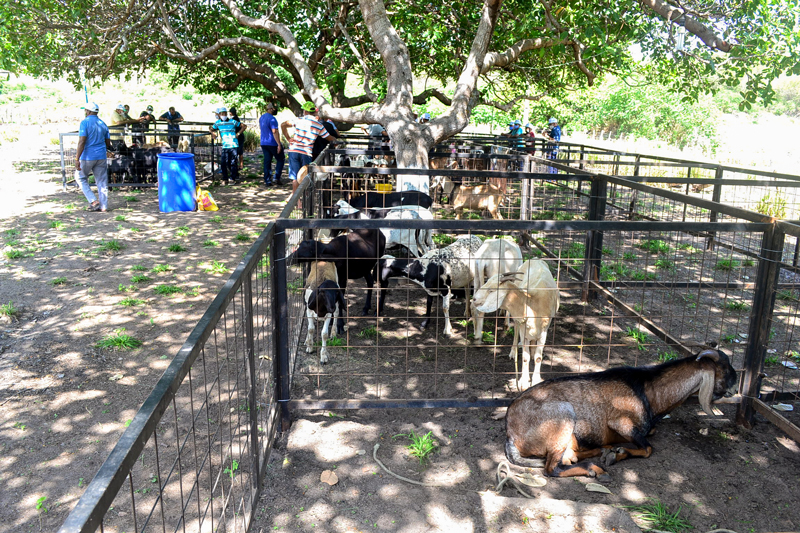 I Dia Campo e Seminário de Caprinos e Ovinos de Joaquim Pires - Imagem 13
