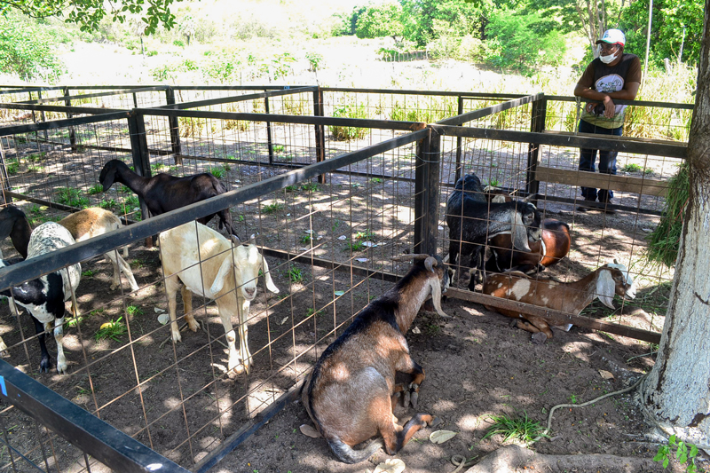 I Dia Campo e Seminário de Caprinos e Ovinos de Joaquim Pires - Imagem 11