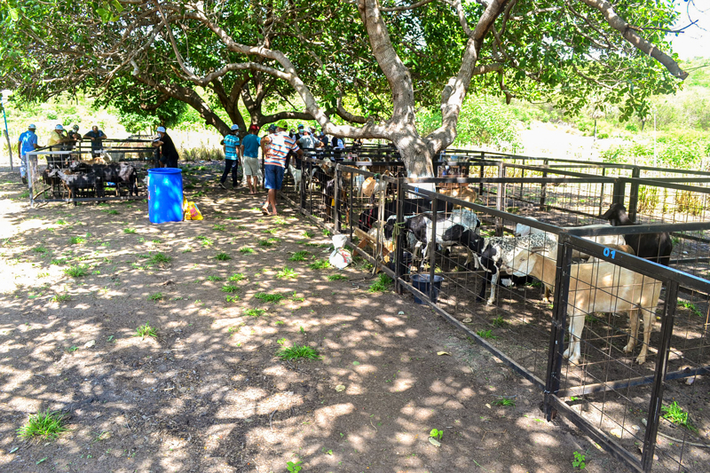 I Dia Campo e Seminário de Caprinos e Ovinos de Joaquim Pires - Imagem 12