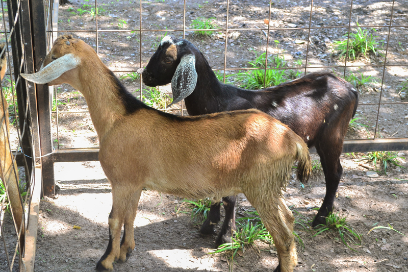 I Dia Campo e Seminário de Caprinos e Ovinos de Joaquim Pires - Imagem 10