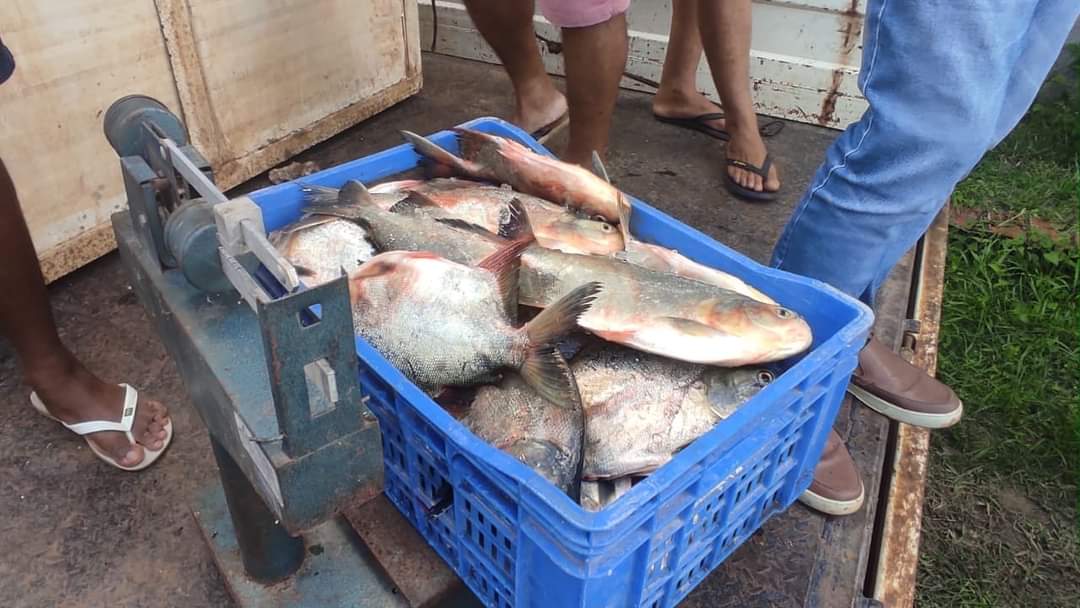 Prefeito João Luiz mantém tradição de distribuição do pescado em Monsenhor Gil - Imagem 2