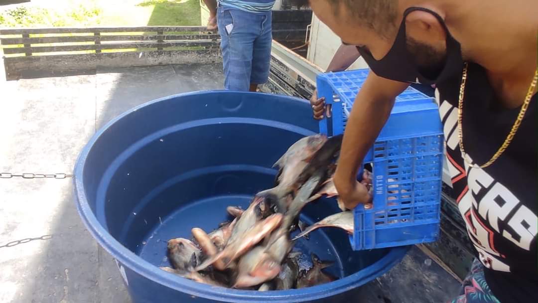 Prefeito João Luiz mantém tradição de distribuição do pescado em Monsenhor Gil - Imagem 4