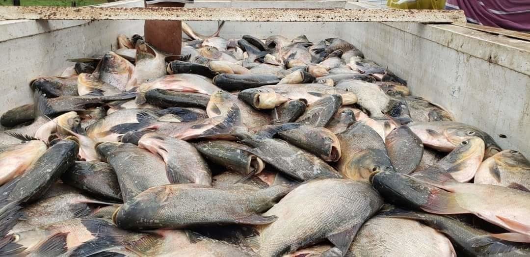 Prefeitura de Monsenhor Gil entrega mais de 6 toneladas de peixes