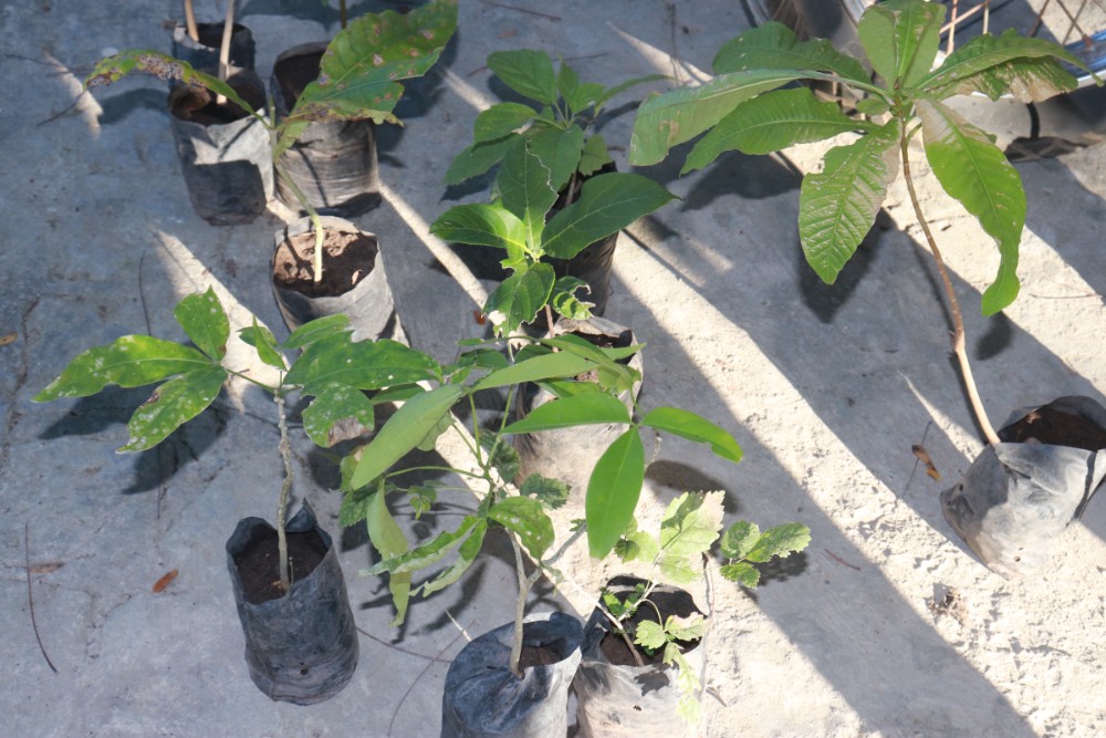 Orla da Lagoa da Baixa é arborizada através de projeto do Meio Ambiente - Imagem 5