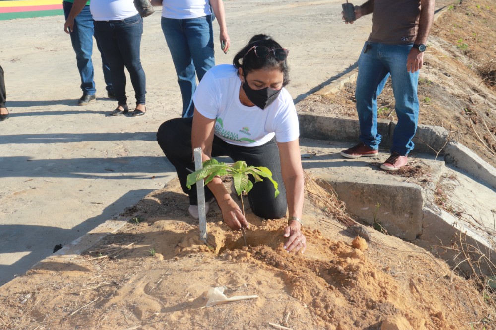 Orla da Lagoa da Baixa é arborizada através de projeto do Meio Ambiente - Imagem 4
