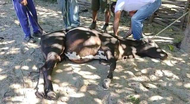 Prefeitura Municipal de Monsenhor Gil atuando ao lado do homem do Campo - Imagem 6