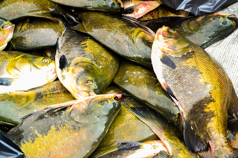 Prefeitura de Joaquim Pires, realiza a entrega de peixes para famílias - Imagem 9