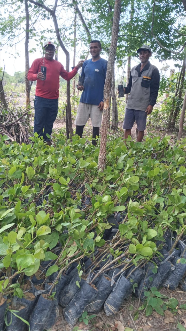 Prefeitura de Joaquim Pires entrega 4.000 mudas de caju aos agricultores - Imagem 7