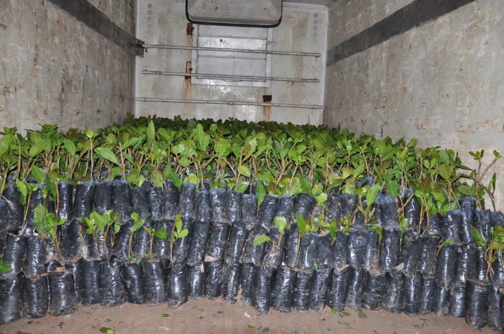 Hugo Napoleão distribui 4 mil mudas de caju para pequenos produtores - Imagem 1