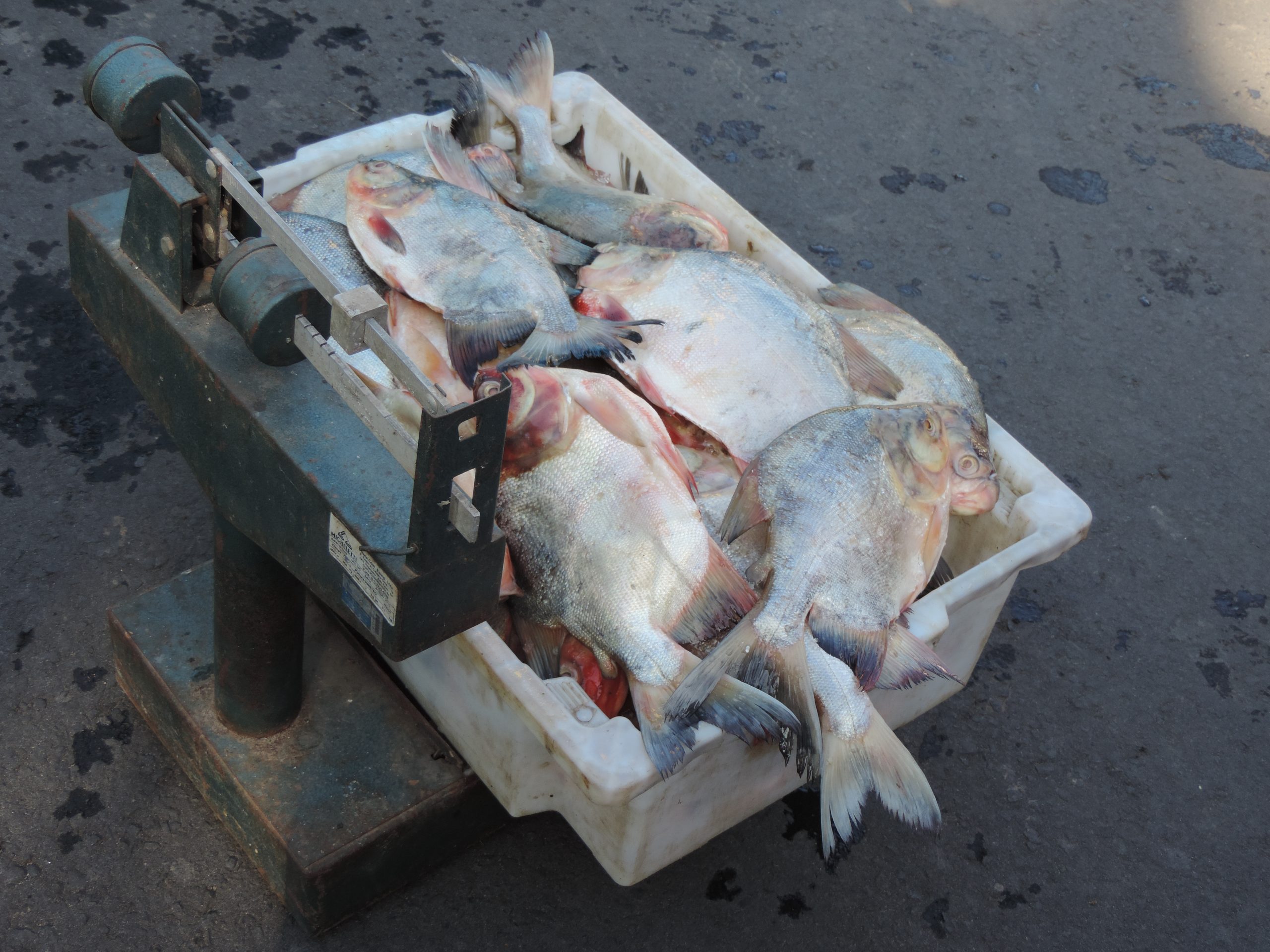 Semana Santa - Famílias de Monsenhor Gil recebem peixes da Prefeitura - Imagem 5