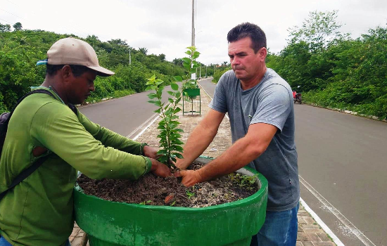 Avenida Chagô Rebelo está sendo novas mudas de plantas