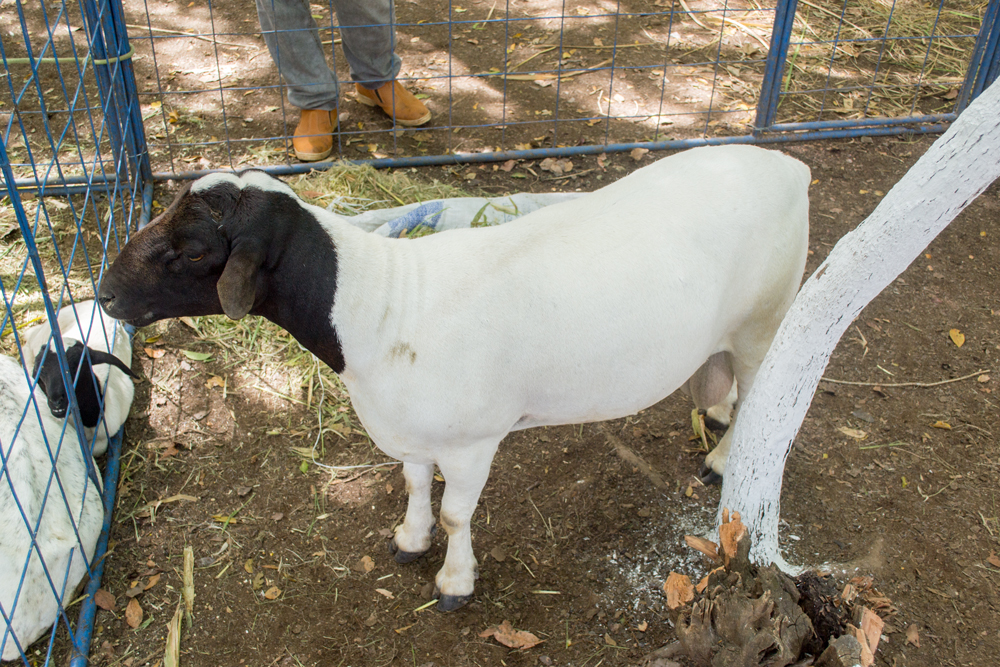 Prefeitura de Joaquim Pires realiza a XIII Expofeira de Caprinos e Ovinos - Imagem 8