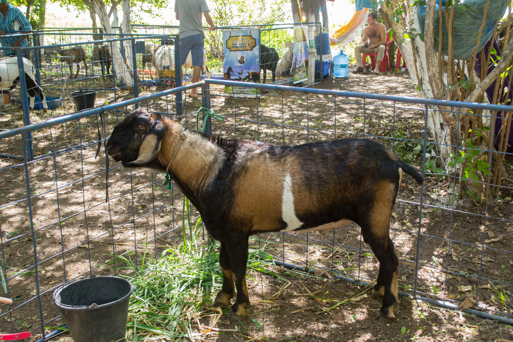 Prefeitura de Joaquim Pires realiza a XIII Expofeira de Caprinos e Ovinos - Imagem 4