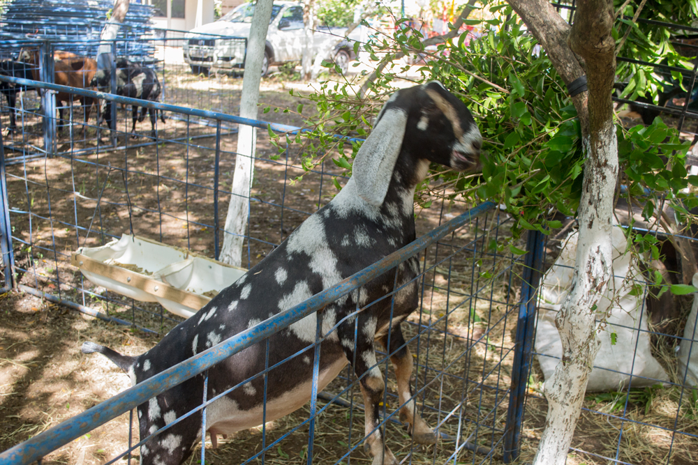 Prefeitura de Joaquim Pires realiza a XIII Expofeira de Caprinos e Ovinos - Imagem 2