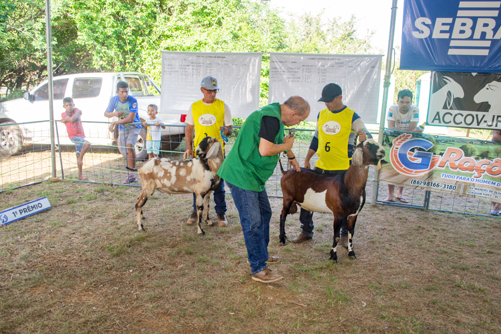 Prefeitura de Joaquim Pires realiza a XIII Expofeira de Caprinos e Ovinos - Imagem 35