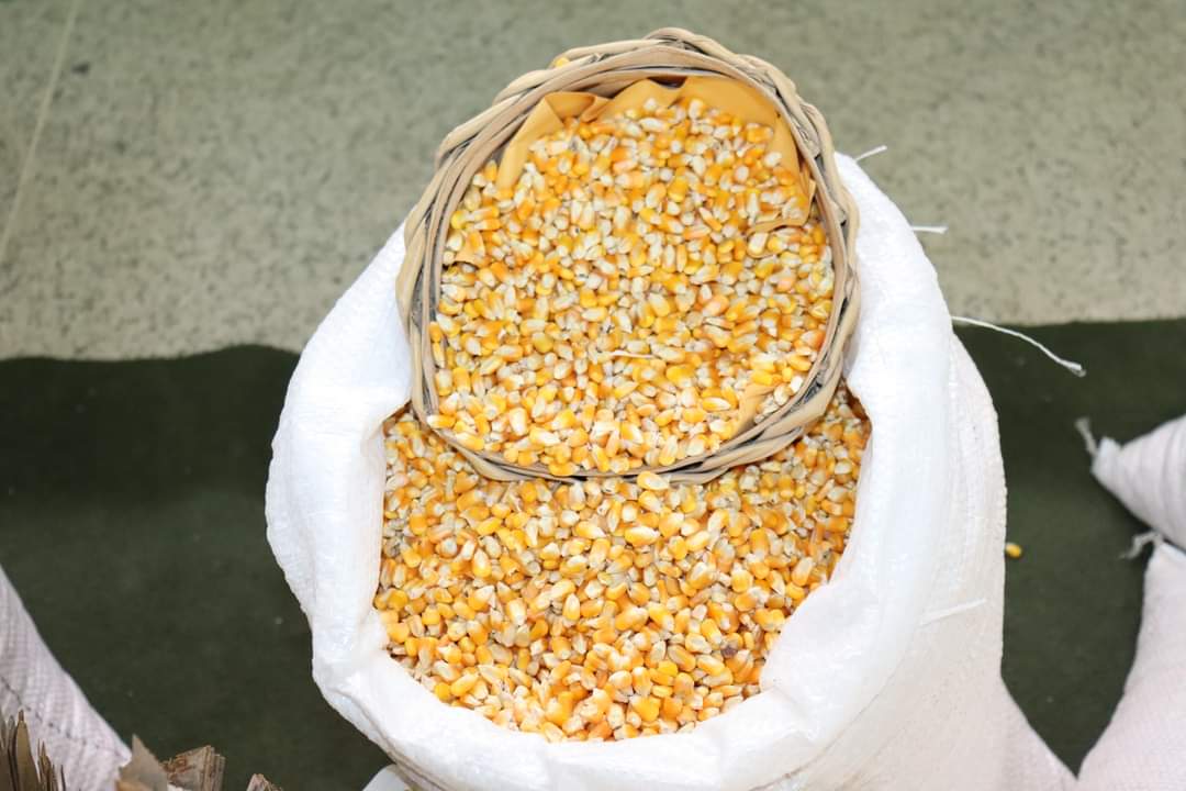 Agricultores de Monsenhor Gil recebem sementes da prefeitura municipal  - Imagem 6