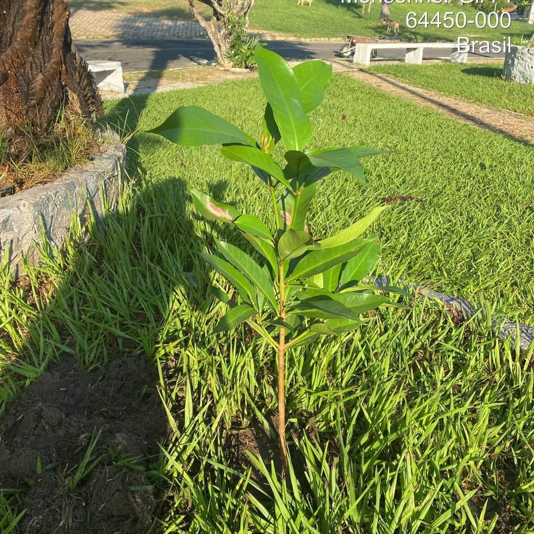 Prefeitura de Monsenhor Gil no trabalho de arborização do município - Imagem 5