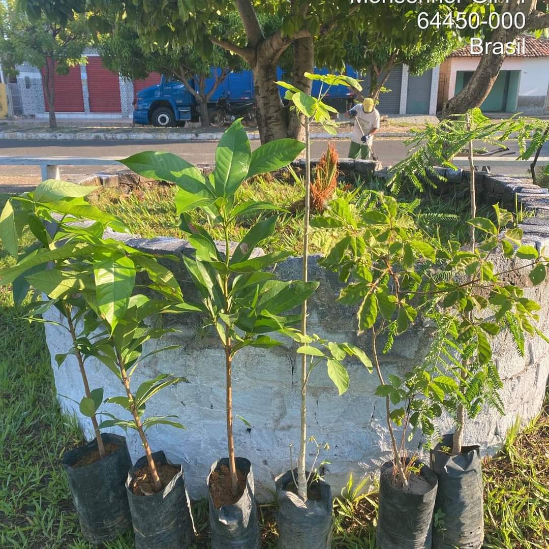 Prefeitura de Monsenhor Gil no trabalho de arborização do município - Imagem 2