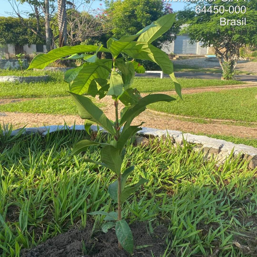 Prefeitura de Monsenhor Gil no trabalho de arborização do município - Imagem 6