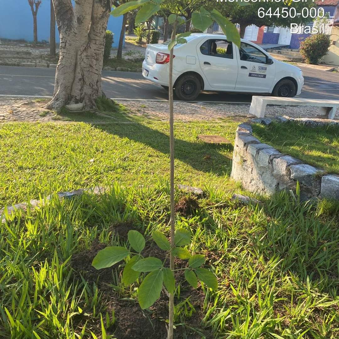 Prefeitura de Monsenhor Gil no trabalho de arborização do município - Imagem 7