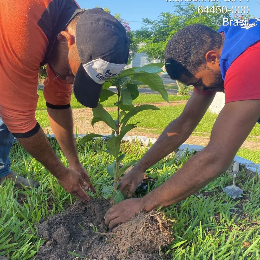 Prefeitura de Monsenhor Gil no trabalho de arborização do município - Imagem 1