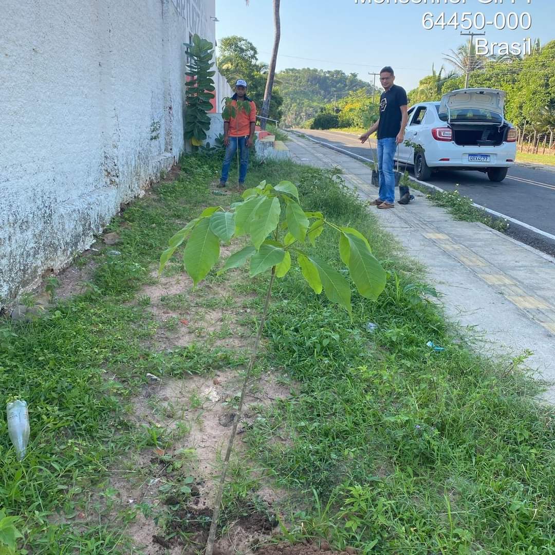 Prefeitura de Monsenhor Gil no trabalho de arborização do município - Imagem 4
