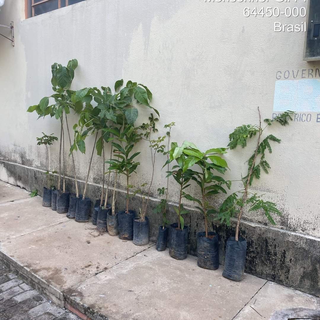 Prefeitura de Monsenhor Gil no trabalho de arborização do município - Imagem 3