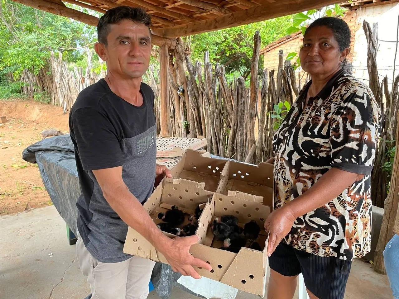 Oeiras fortalece avicultura de galinha caipira para gerar renda no campo - Imagem 1