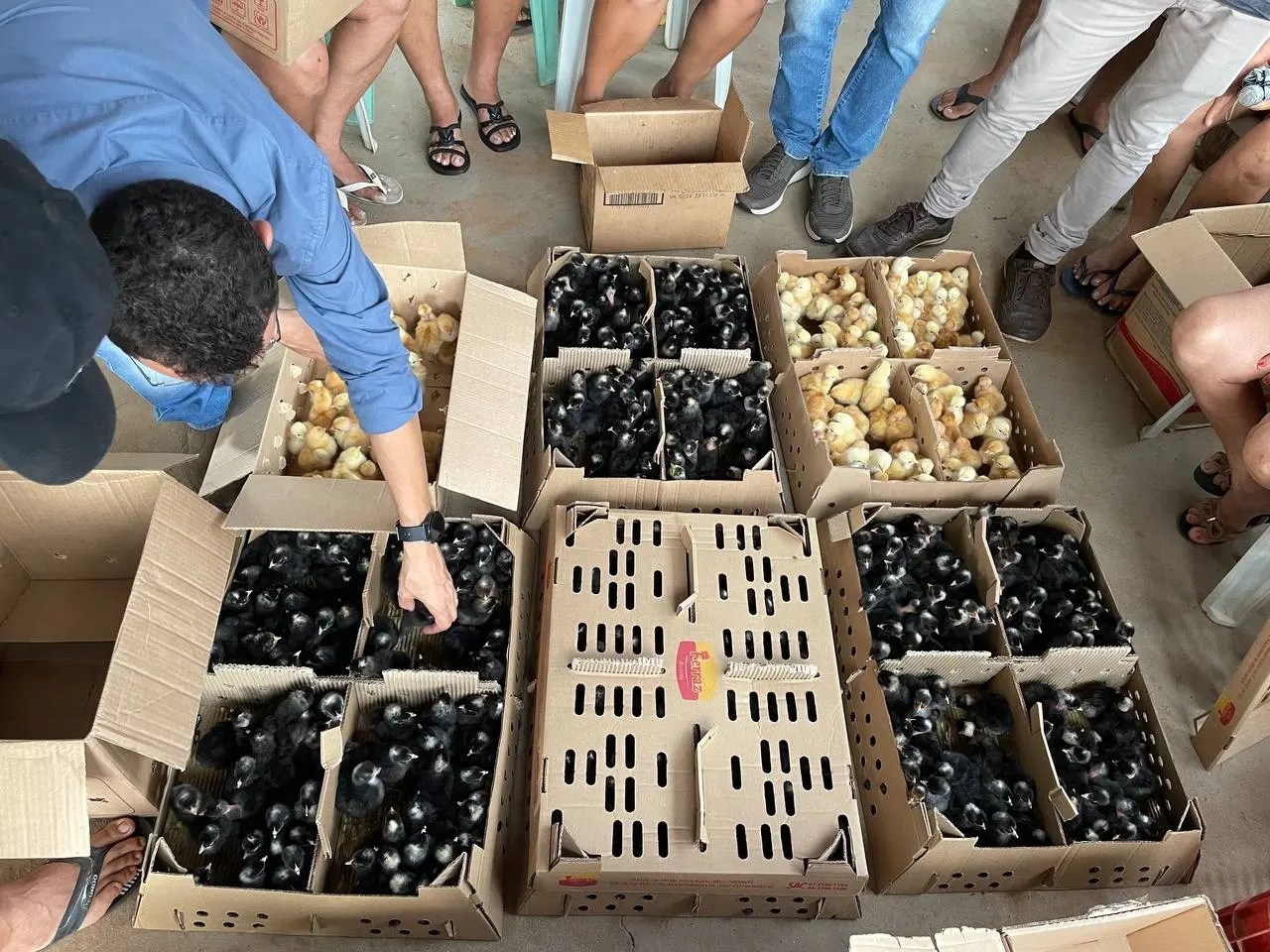 Oeiras fortalece avicultura de galinha caipira para gerar renda no campo - Imagem 2