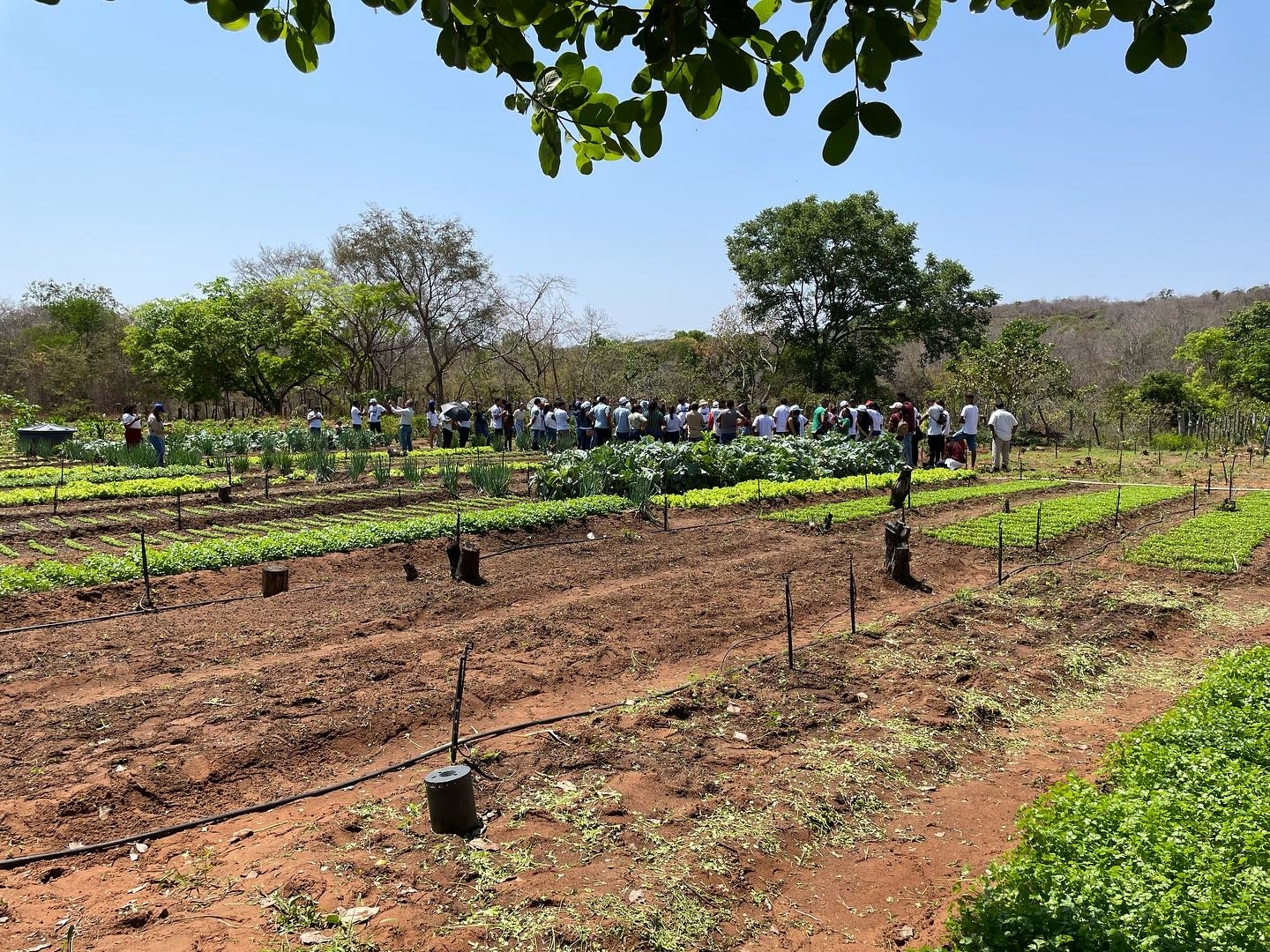 Integração de cadeias produtivas fortalece agricultura familiar em Oeiras