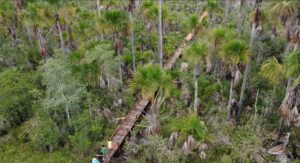 Prefeitura de Uruçuí Prioriza Desenvolvimento com Pavimentação Asfáltica na - Imagem 6