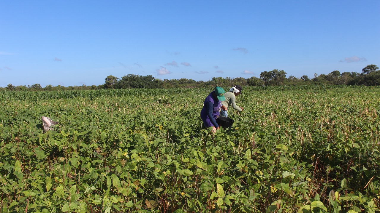 Apoio da Prefeitura Municipal fortalece Agricultura Familiar em Uruçuí - Imagem 3