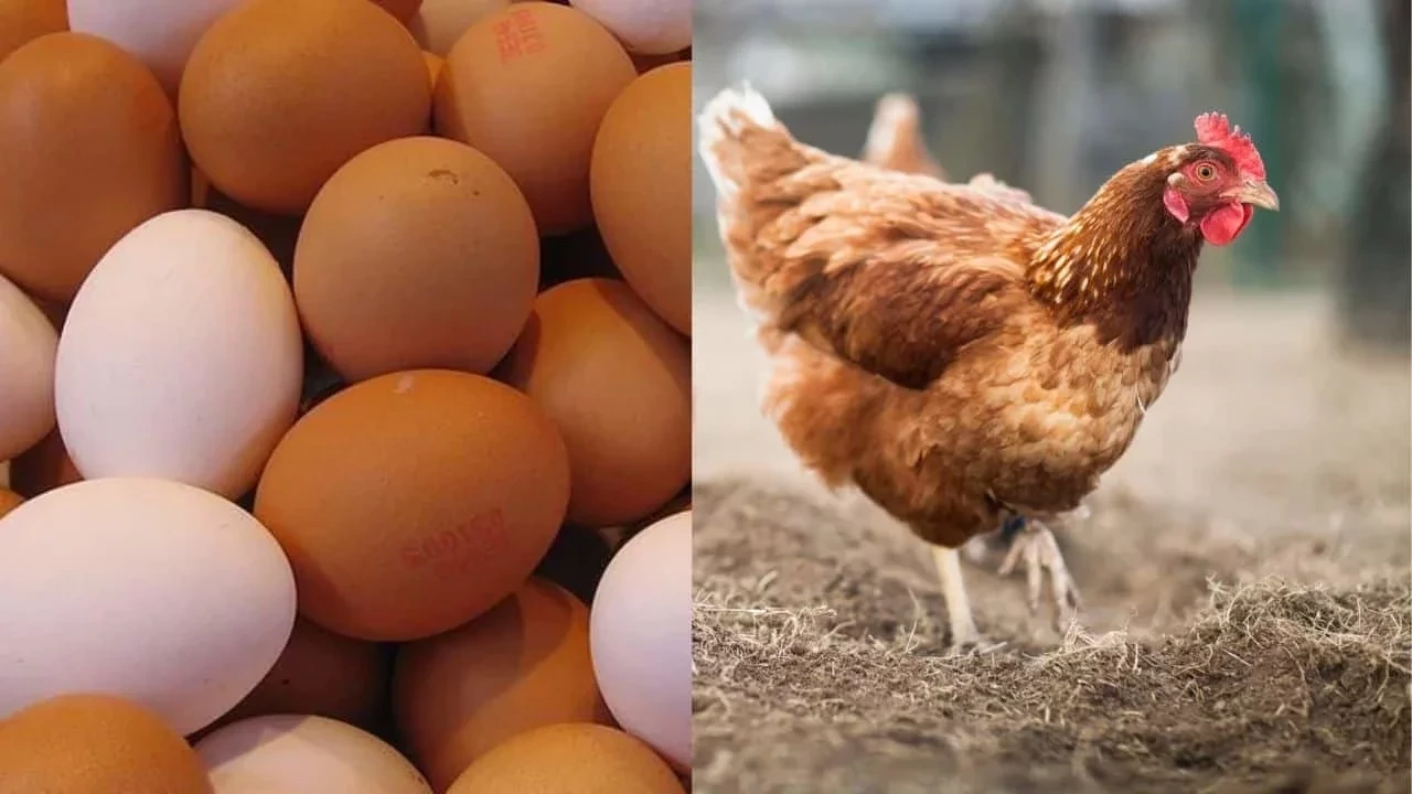 Which came first, the egg or the chicken?  According to the answer of science