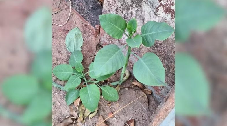 Nicoutiana Glauca (Foto: Reprodução)