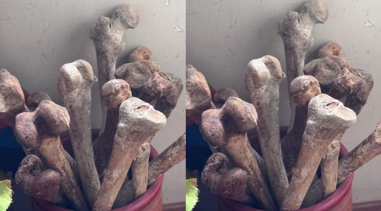 Ossos humanos encontrados dentro de apartamento no Jardim Paulista (SP) | Divulgação/ Polícia Militar de São Paulo