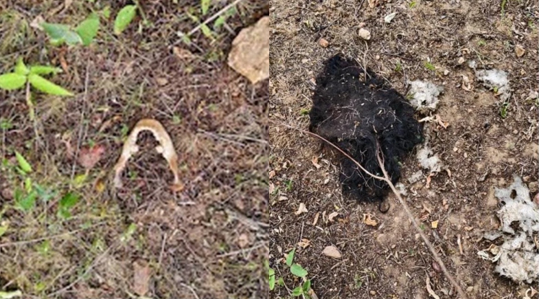 Jovem tem corpo devorado por urubus em Monsenhor Tabosa | Reprodução