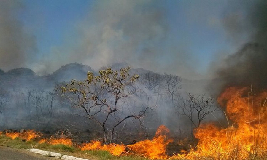 No Brasil, de 2013 a 2024, foram mais de 2,3 milhões de focos de incêndio florestal | Foto: Divulgação