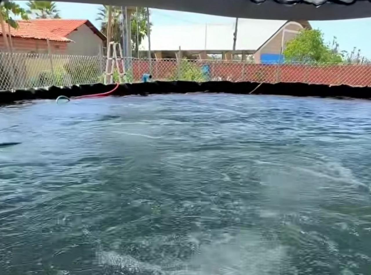 Prefeitura de Nossa Senhora de Nazaré lança projeto de criação de tilápias em escola da zona rural - Imagem 2