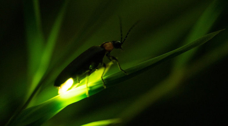 O mistério por trás do brilho dos vaga-lumes; saiba o motivo de estarem desaparecendo
